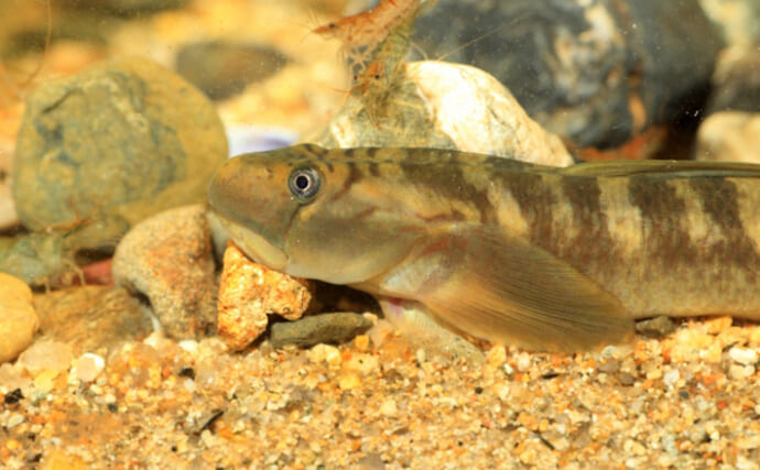 鮎釣りの嫌われ者『ボウズハゼ』は実は「釣ってよし食べてよし！」