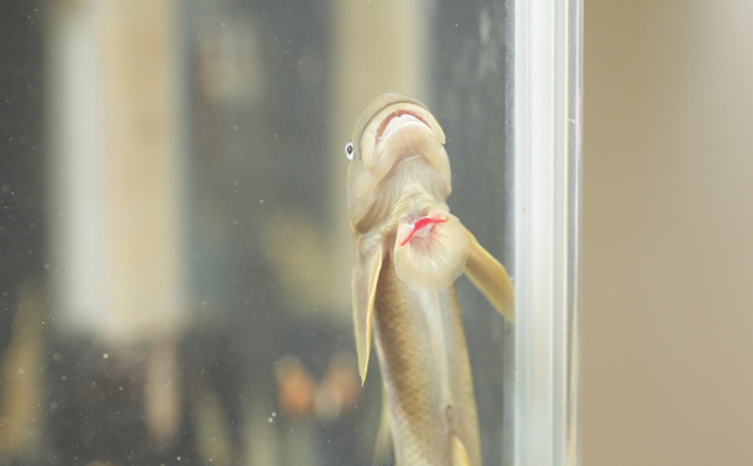 鮎釣りの嫌われ者『ボウズハゼ』は実は「釣ってよし食べてよし！」