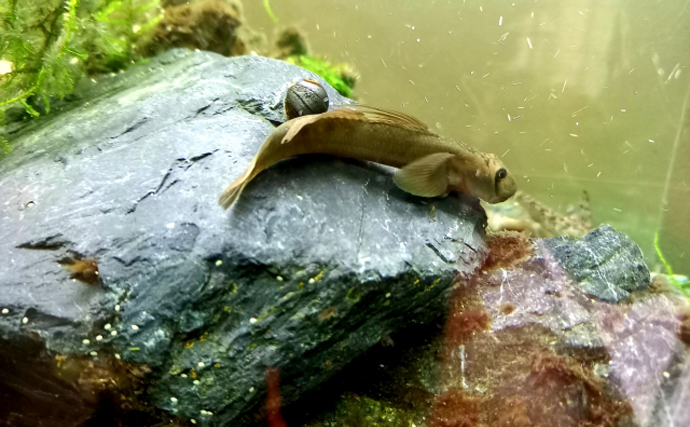 鮎釣りの嫌われ者『ボウズハゼ』は実は「釣ってよし食べてよし！」