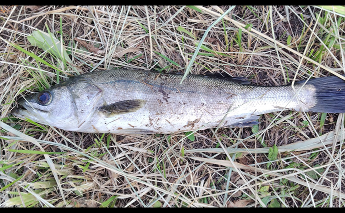 「大型ヒットに備えよう！」リバーシーバスゲームで70cm頭に良型を連打【千葉】