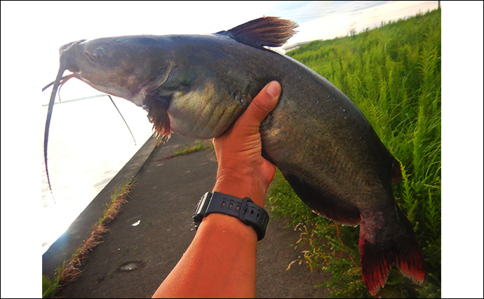 1泊2日で大型ハクレンを狙う【茨城・常陸利根川】メーター超え本命と嬉しい対面！