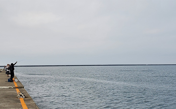 「イワシ回遊増えて大型魚が爆釣？」 新潟在住アングラーが感じるイワシ回遊の変化と釣りとの関係