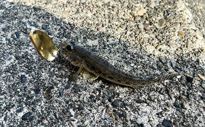 「浜名湖でダイソースプーンが大活躍！」チヌは不発もハゼが好反応【表鷲津湖岸公園】