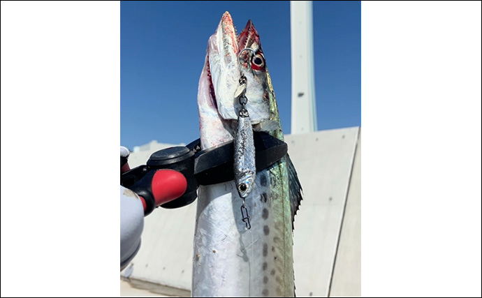 『大阪南港魚つり園』で連日サゴシ好調！ ハマチも到来でいよいよ秋爆スタートか？