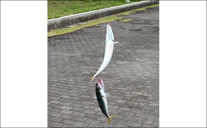 波止のジグサビキ釣行でサバ10尾オーバー【大阪】好反応だったジグカラーとは？