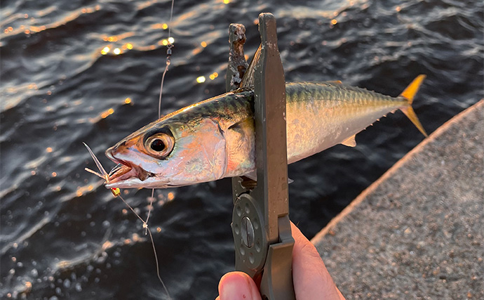 「ここが残念！100均ジグサビキ」 スナップの強度とティンセルの劣化にご注意を