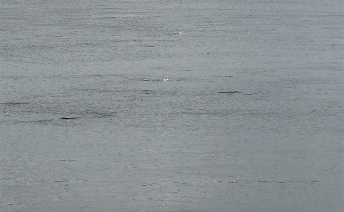 「想定外の展開に！」初めてカヤックに乗ってみた　目の前にナブラ発生で釣り欲が爆発