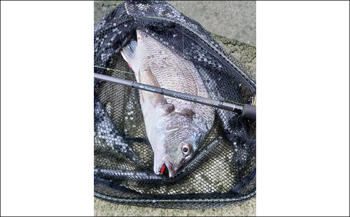 「秋は釣りターゲットがたくさん！」あれもこれも楽しめる【バーサタイルロッドって何？】