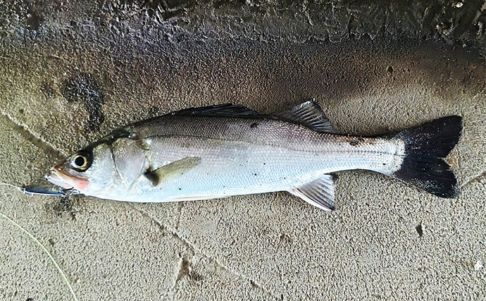 秋の小河川でシーバスの数釣りを満喫【千葉】超激浅ポイントにもシーバスはいる！
