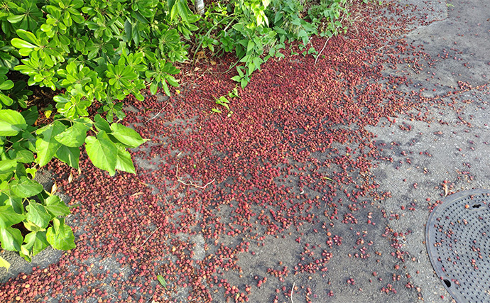 「見かけても絶対触っちゃダメ！」 釣り場で見かける有毒＆危険植物3選