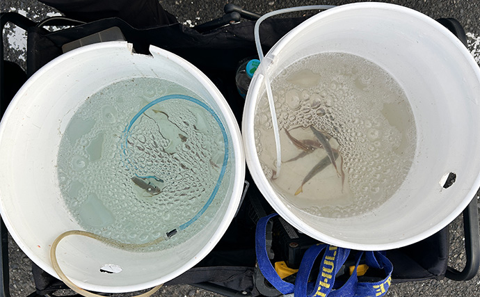 越前のヤエン釣りでアオリイカ当たりっぱなし！【福井】これぞ最盛期の釣り