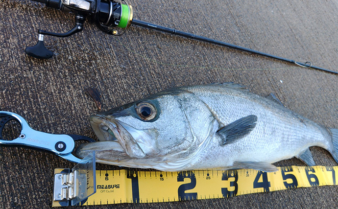 「秋は釣りターゲットがたくさん！」あれもこれも楽しめる【バーサタイルロッドって何？】