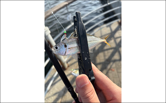 「楽しいけど飽きる？」シーサイドコスモでのLSJ（ライトショアジギング）でサバ三昧【大阪】