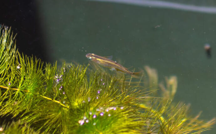 ベランダのビオトープで「メダカ」が産卵！　水草に卵を産み付ける瞬間を目撃