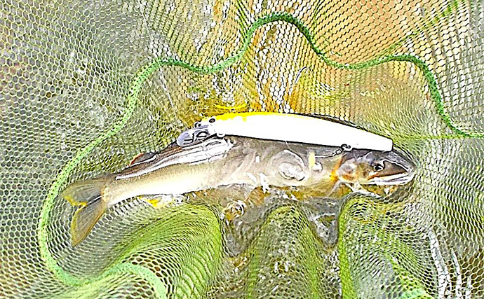 「入門しやすく釣果も得やすい！」初めての鮎ルアー釣りシーズンを振り返ってみた