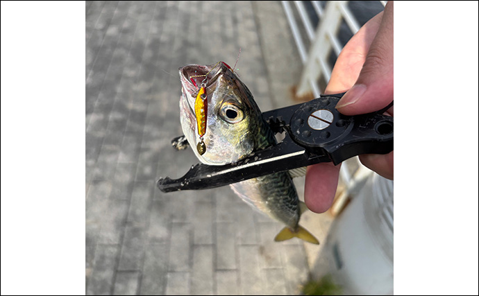 朝マヅメの大阪南港ルアー釣りでサバ50尾超え　3gのメタルジグに連発！