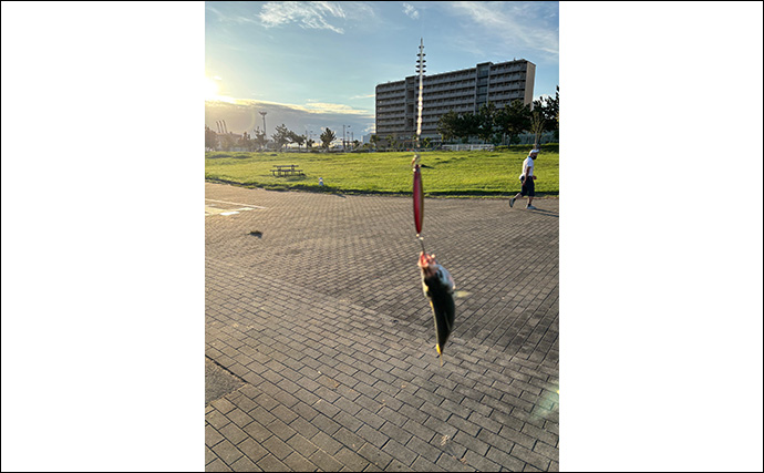 ライトショアジギング（LSJ）で使うメタルジグの重さは何g？　着底の感度が肝