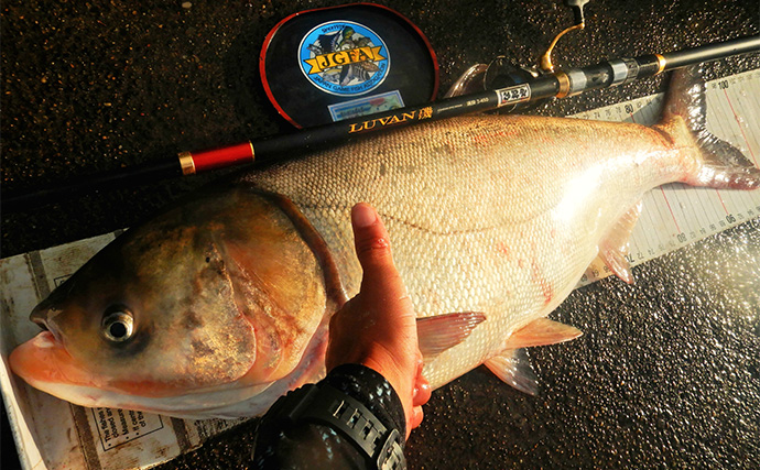 1泊2日で大型ハクレンを狙う【茨城・常陸利根川】メーター超え本命と嬉しい対面！