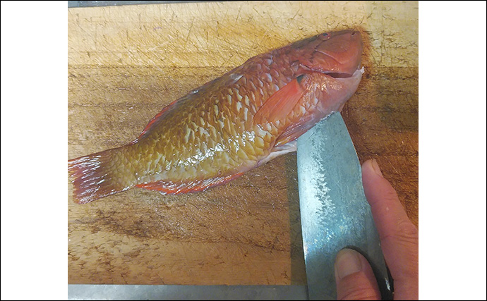 釣りのゲスト魚「ササノハベラ」の素焼きレシピ　新鮮さが美味さの条件