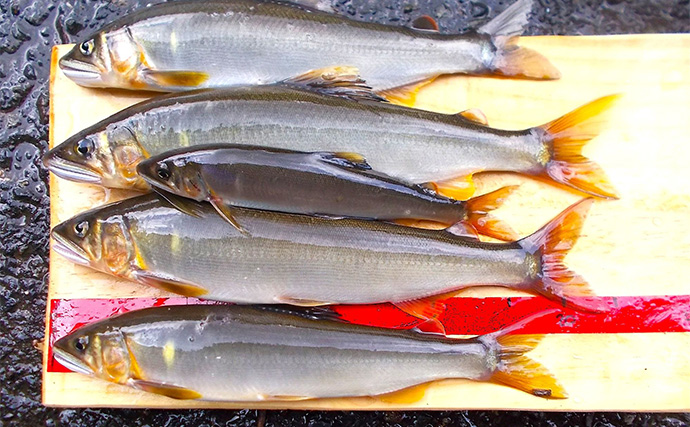 「入門しやすく釣果も得やすい！」初めての鮎ルアー釣りシーズンを振り返ってみた