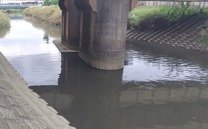秋の小河川でシーバスの数釣りを満喫【千葉】超激浅ポイントにもシーバスはいる！