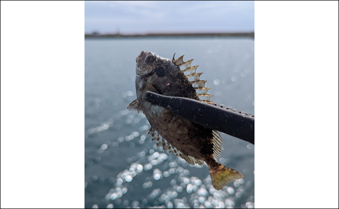 東京湾奥に毒魚「バリ（アイゴ）」が侵攻中！ 臭い皮を美味しく食べる調理法とは？