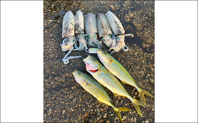 ヤエン釣りでアオリイカ6杯をキャッチ【茂原人工海水浴場】ゲストに青物もヒット