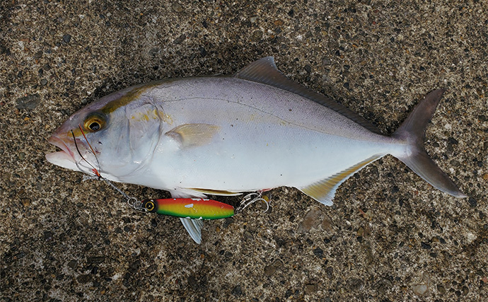 「イワシ回遊増えて大型魚が爆釣？」 新潟在住アングラーが感じるイワシ回遊の変化と釣りとの関係