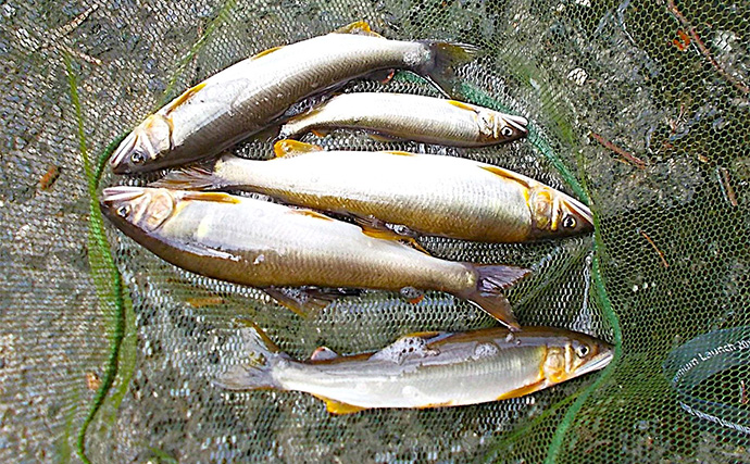 「入門しやすく釣果も得やすい！」初めての鮎ルアー釣りシーズンを振り返ってみた