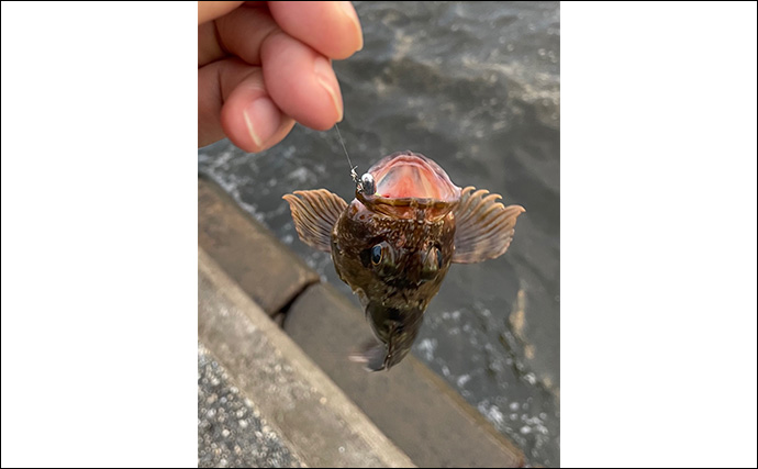 軽いルアーで手軽に楽しむ『ライトショアジギング（LSJ）』入門解説