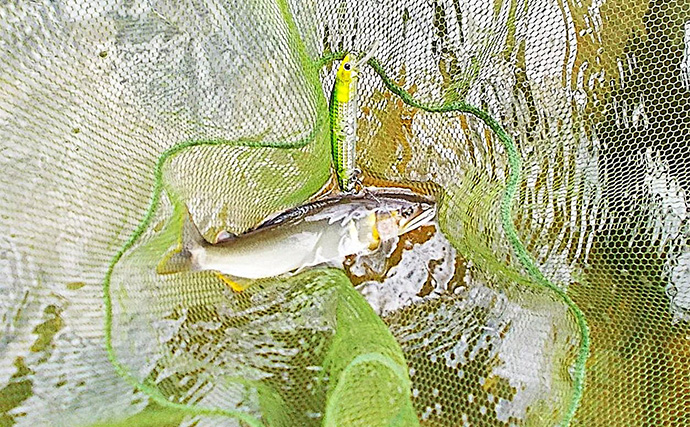 「入門しやすく釣果も得やすい！」初めての鮎ルアー釣りシーズンを振り返ってみた