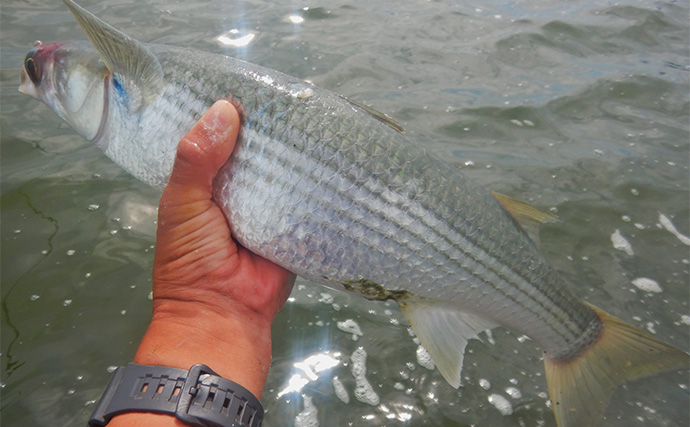1泊2日で大型ハクレンを狙う【茨城・常陸利根川】メーター超え本命と嬉しい対面！