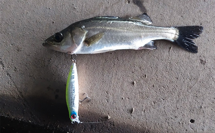 秋の小河川でシーバスの数釣りを満喫【千葉】超激浅ポイントにもシーバスはいる！