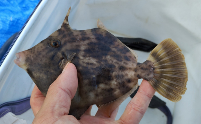 須磨海釣り公園で陸っぱりカワハギ釣りに挑戦【兵庫】エサ取りに苦戦も本命5匹を手中！