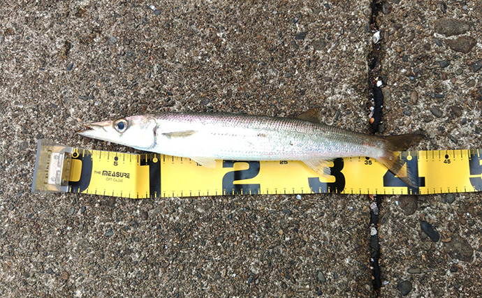 「秋は釣りターゲットがたくさん！」あれもこれも楽しめる【バーサタイルロッドって何？】