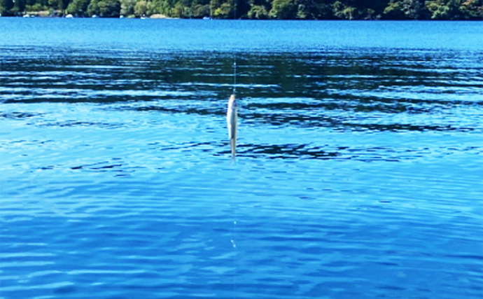 「ワカサギ釣りと足漕ぎカヤックの相性は想像以上！」大群捉えて入れ食い堪能【芦ノ湖】