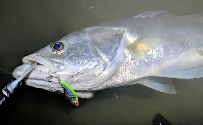 「9月は好調！」東京湾奥河川でシーバスにクロダイ連打【神奈川】コツン＆平打ちに好反応