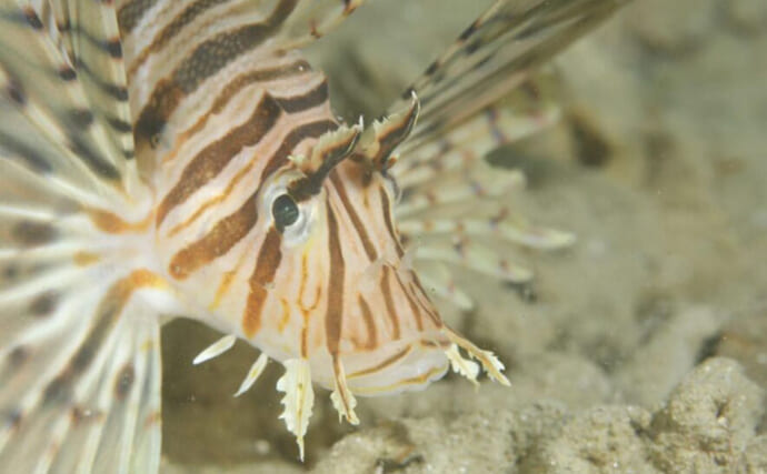 水中で魚を撮影するなら昼よりも夜がオススメな理由　魚に近づきやすいくなるから？