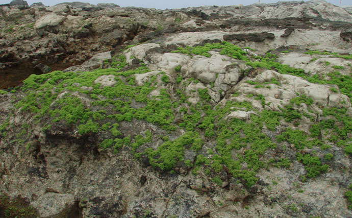 磯での生き物採集の【ルール・マナー・安全対策】を徹底解説　海藻には要注意？
