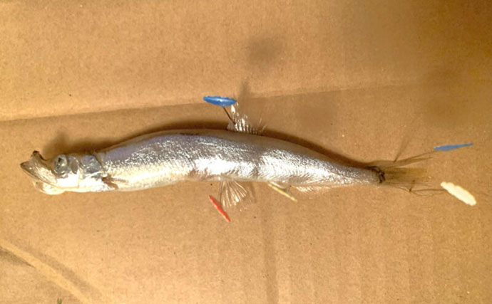 海で手に入れた生き物を＜液浸標本＞にしてみよう！　必要な道具と手順を説明