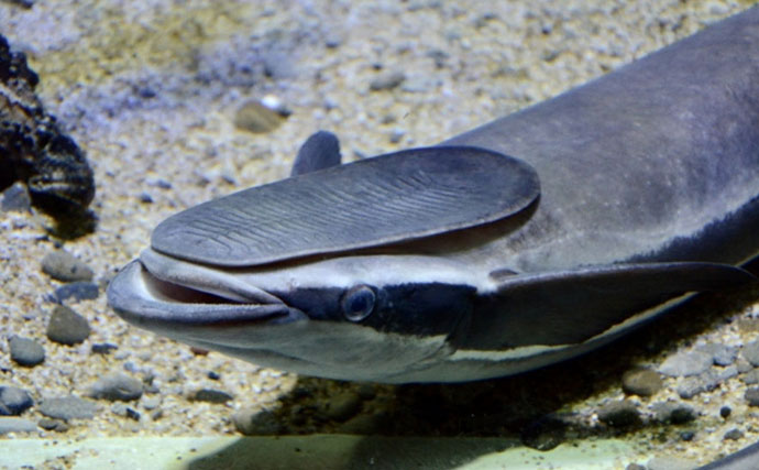 コバンザメの吸着力を利用して大型魚介を獲る　謎多き「コバンザメ漁」とは？