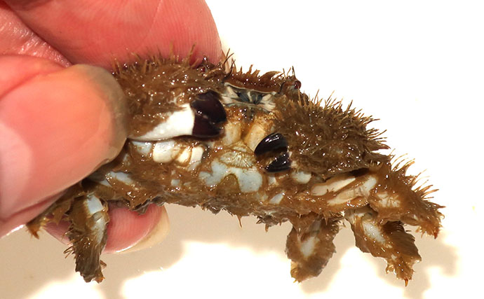 毛深くて可愛いけど絶対に食べてはいけない＜ケブカガニ＞　有毒カニは爪先が黒い？