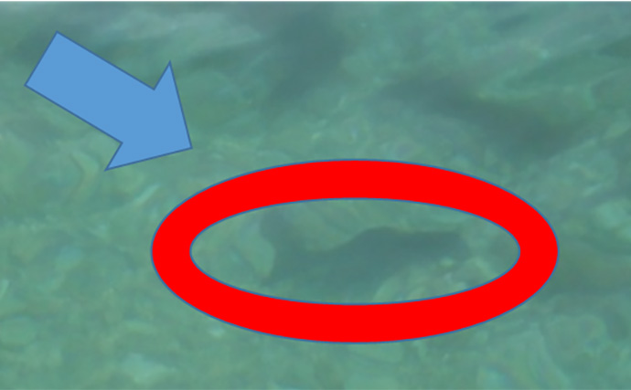 「キャッチ率70％越え？」クロダイを確実に釣りたいなら【カニジグヘッド釣法】がオススメ！