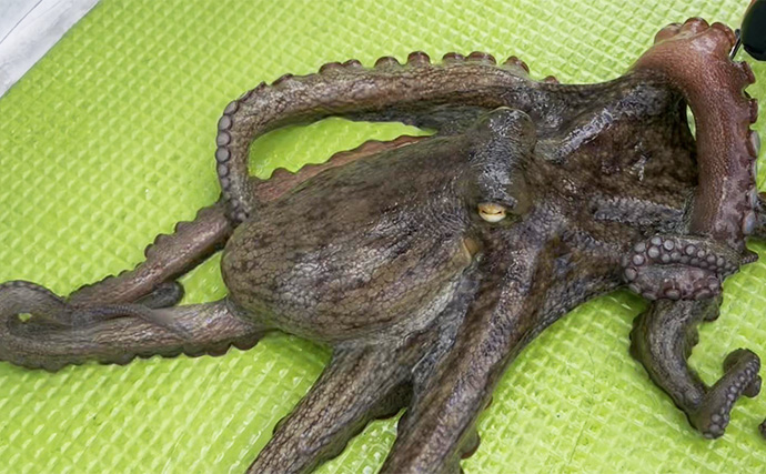 東京湾で船中マダコ100杯超え！【横内丸】金沢八景沖をエギタコ釣りで探る