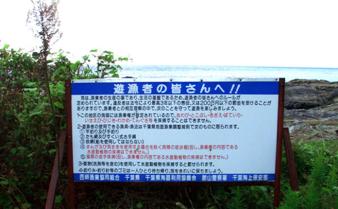 磯での生き物採集の【ルール・マナー・安全対策】を徹底解説　海藻には要注意？