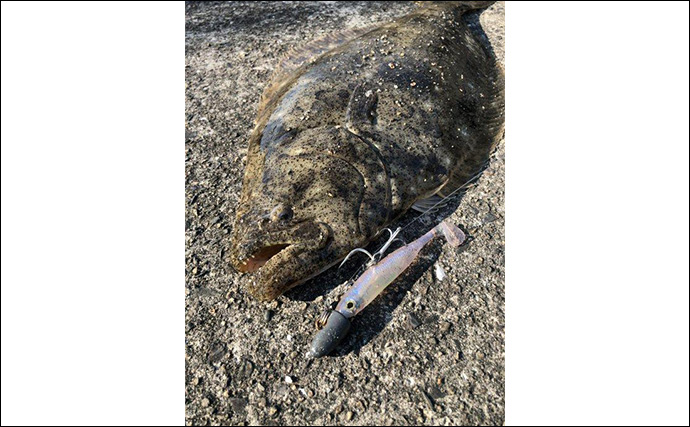 秋の陸っぱりルアーヒラメ釣りにワームがオススメな理由　実績ワーム5選も紹介