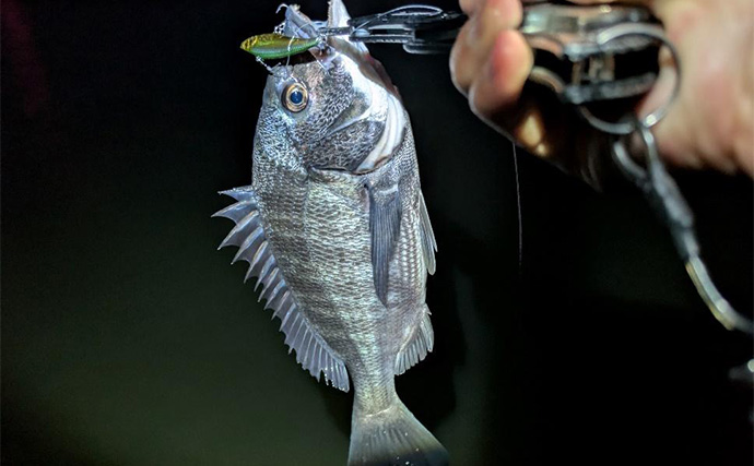 「9月は好調！」東京湾奥河川でシーバスにクロダイ連打【神奈川】コツン＆平打ちに好反応