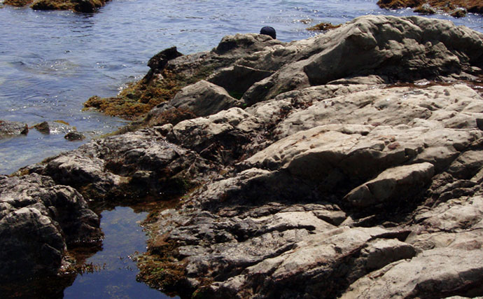 磯での生き物採集の【ルール・マナー・安全対策】を徹底解説　海藻には要注意？