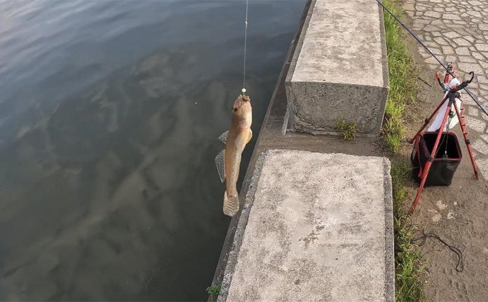 チョイ投げハゼ釣りで本命にキス好捕【新潟・関川】キビレとヒイラギの猛攻に苦戦