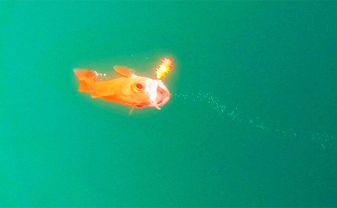 アカムツ釣りで本命続々！【富山・大将軍丸】誘いやハリスの長さ調整でアタリ引き出す